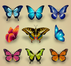 wie man ein schmetterling wird