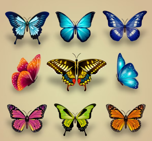 wie man ein schmetterling wird