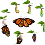 wie man ein schmetterling wird