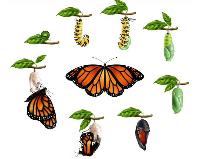 wie man ein schmetterling wird