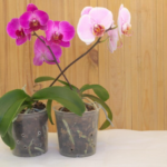 wie man orchideen zum blühen bringt