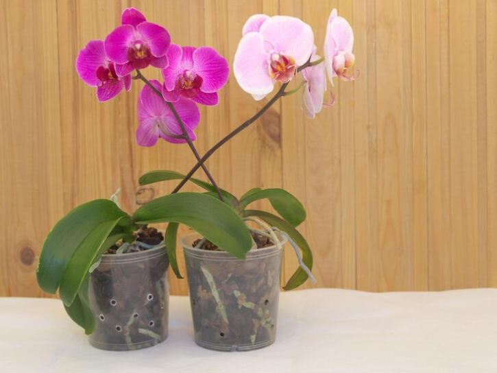 wie man orchideen zum blühen bringt