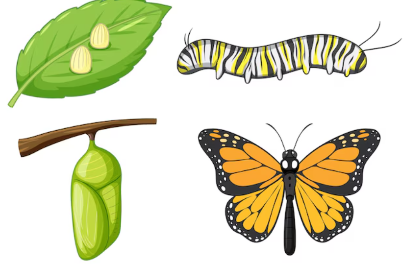 wie man zum schmetterling wird